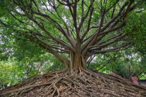 Banyan tree